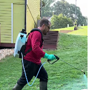 spray for weeds