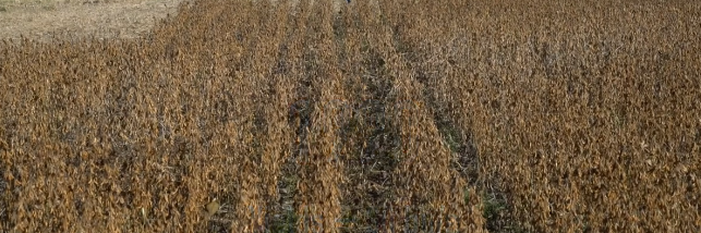 soybeans 